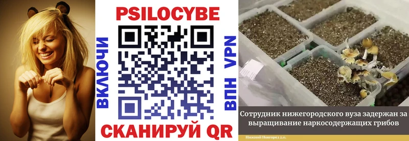 Купить  Спасск-Дальний  Псилоцибиновые грибы Psilocybine cubensis 